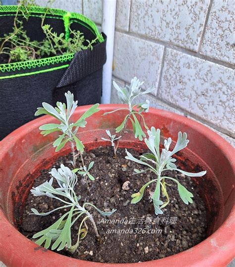 門前種芙蓉|【家庭有菜】芙蓉種植的四個技巧，不怕你種不起來